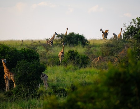 David Plumb and the Five Spiky Giraffes