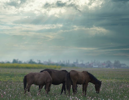 Mary Meadows and the Three Grumpy Horses