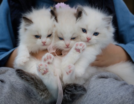 Hannah Bogtrotter and the Three Fierce Cats