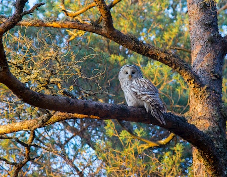 Owl Of The Forest