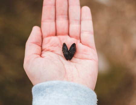 Heart Shaped Leaf