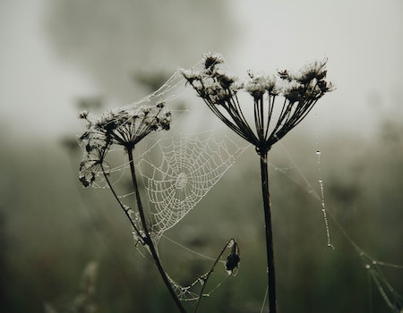 Spider Web Heart