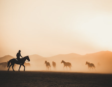 Lone Cowboy