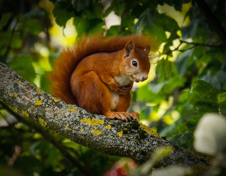 Squirrel In Dream