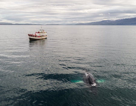 One Ocean Expeditions