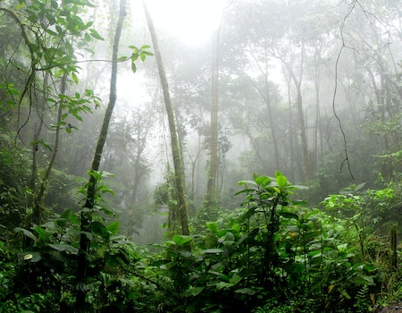 Mystery Plants In The Jungle